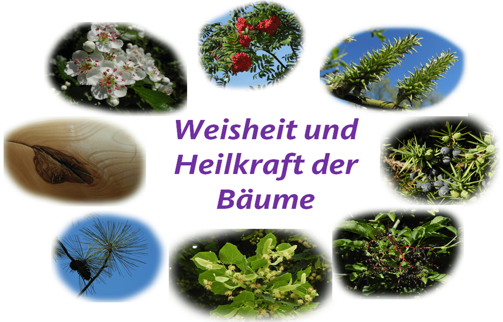 Innenreise mit der Weisheit und Heilkraft der Bäume mit Antje 
